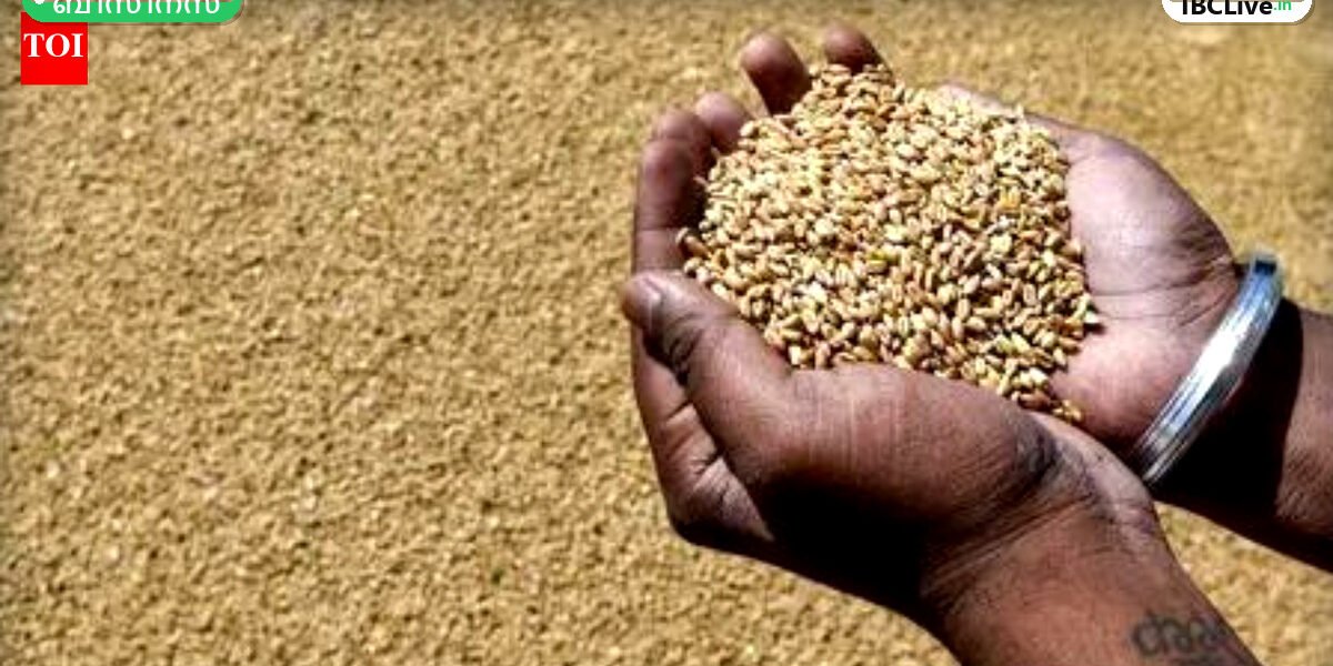 പാകമായ ഗോതമ്പ് പാടം, കർഷകർ വിളവെടുക്കുന്നു