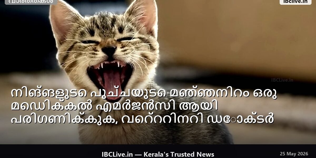 മഞ്ഞ കലർന്ന ചർമ്മ നിറമുള്ള പൂച്ചയുടെ മുഖത്തിൻ്റെ ക്ലോസപ്പ് ഫോട്ടോ