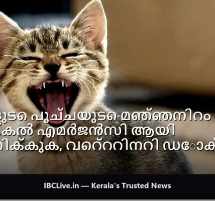 മഞ്ഞ കലർന്ന ചർമ്മ നിറമുള്ള പൂച്ചയുടെ മുഖത്തിൻ്റെ ക്ലോസപ്പ് ഫോട്ടോ