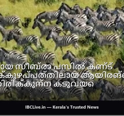 സീബ്രകൾ ഒരുമിച്ച് ഓടുന്നത് കാണിക്കുന്ന ചിത്രം, അവയ്ക്കിടയിൽ ഒളിച്ചിരുന്ന കടുവ