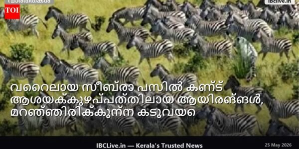 സീബ്രകൾ ഒരുമിച്ച് ഓടുന്നത് കാണിക്കുന്ന ചിത്രം, അവയ്ക്കിടയിൽ ഒളിച്ചിരുന്ന കടുവ