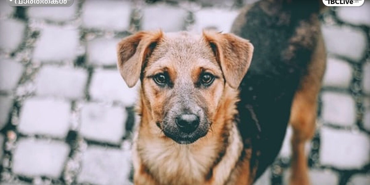വേനൽച്ചൂടിൽ തളർന്നിരിക്കുന്ന ഒരു തെരുവുനായ