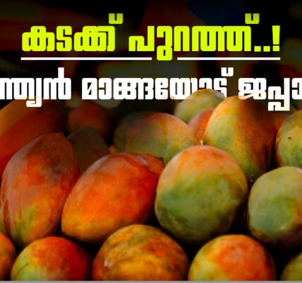 ഒരു ട്രേയിൽ അടുക്കിവെച്ചിരിക്കുന്ന അൽഫോൻസോ മാമ്പഴങ്ങൾ