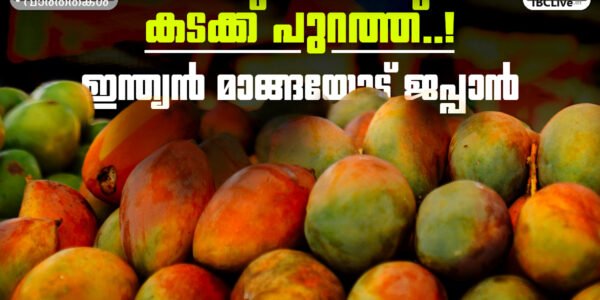 ഒരു ട്രേയിൽ അടുക്കിവെച്ചിരിക്കുന്ന അൽഫോൻസോ മാമ്പഴങ്ങൾ