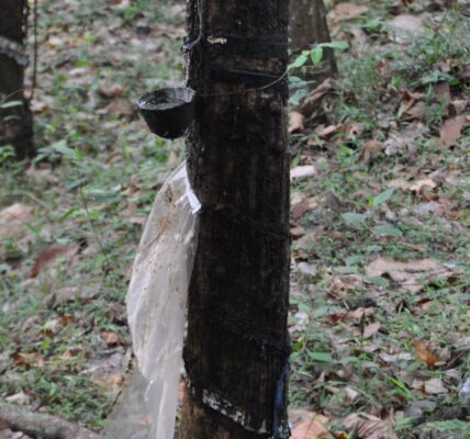 കേരളത്തിലെ റബ്ബർ ടാപ്പിങ്
