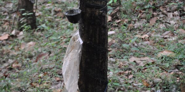 കേരളത്തിലെ റബ്ബർ ടാപ്പിങ്